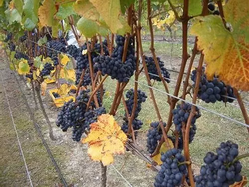 Aamiaismajoitus (B&B) Clearview Lodge