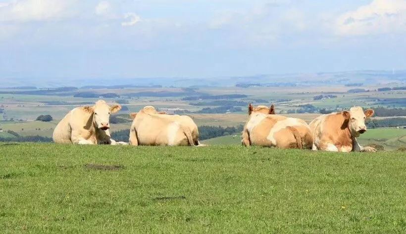 هتل High Keenley Fell Farm