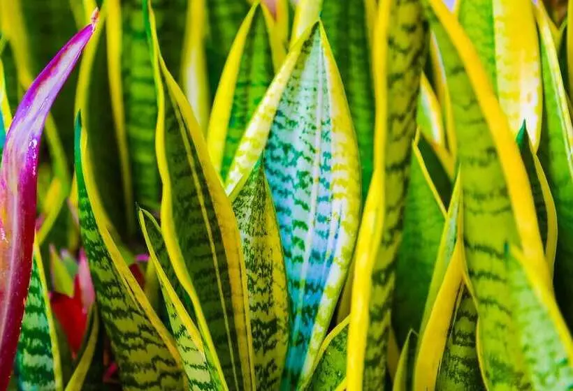 Oscar On Main Beach Resort