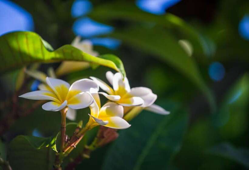 Oscar On Main Beach Resort