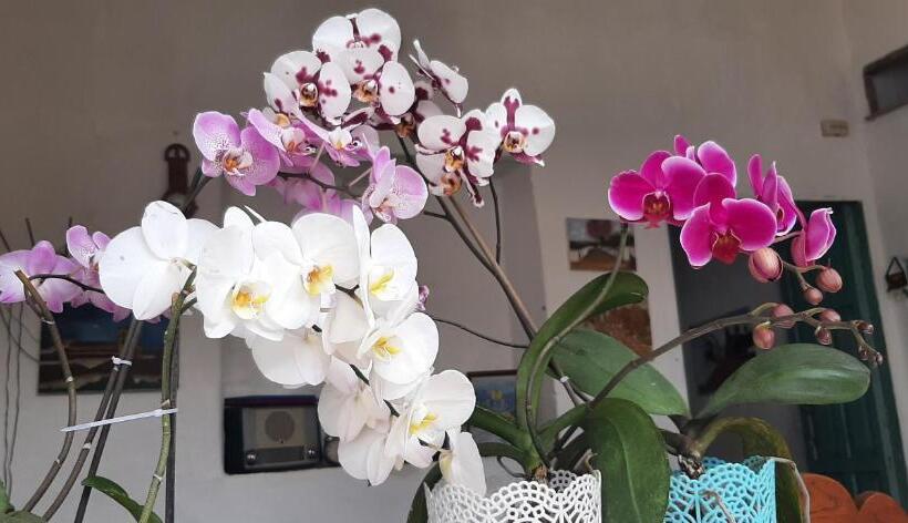 هاستل Casa Orquidea Hostal Barichara