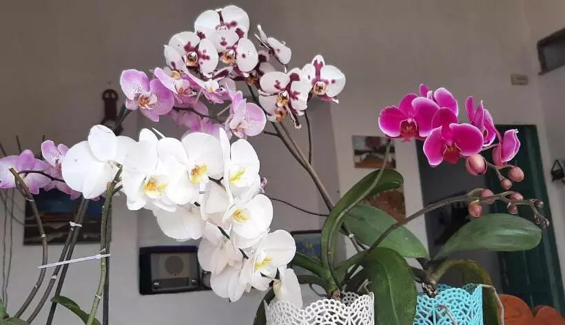 ユースホステル Casa Orquidea Hostal Barichara