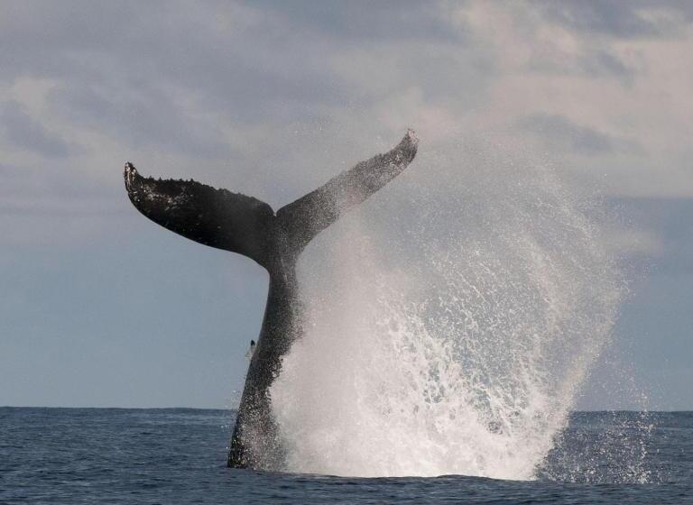 استراحتگاه Villa Ananda