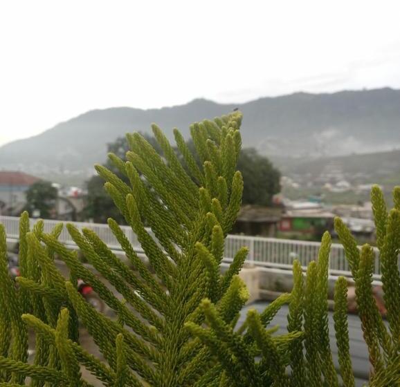 Pensionat Villa Madinna Dieng