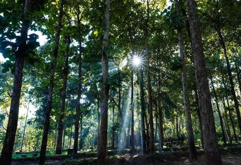 Aamiaismajoitus (B&B) Vanajyotsna Forest Home