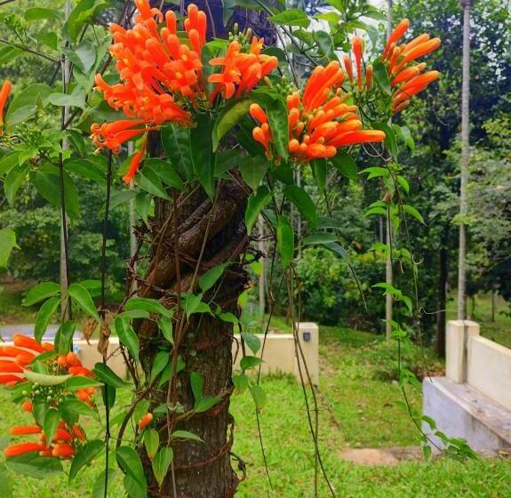 Bed and Breakfast Vanajyotsna Forest Home