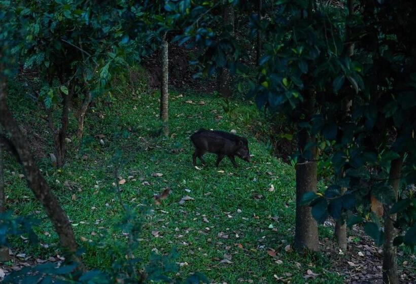 Bed and Breakfast Vanajyotsna Forest Home