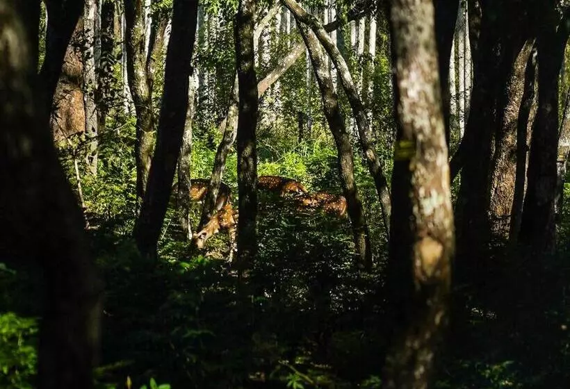 Aamiaismajoitus (B&B) Vanajyotsna Forest Home