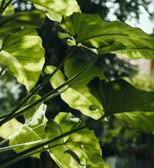 Hotelli The Yard Hiriketiya