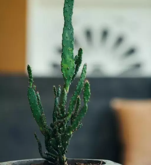 Hotelli The Yard Hiriketiya