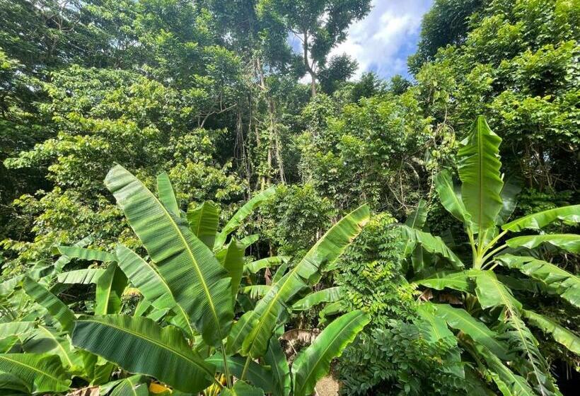 تختخواب و صبحانه Salvaje Rooms&restaurant