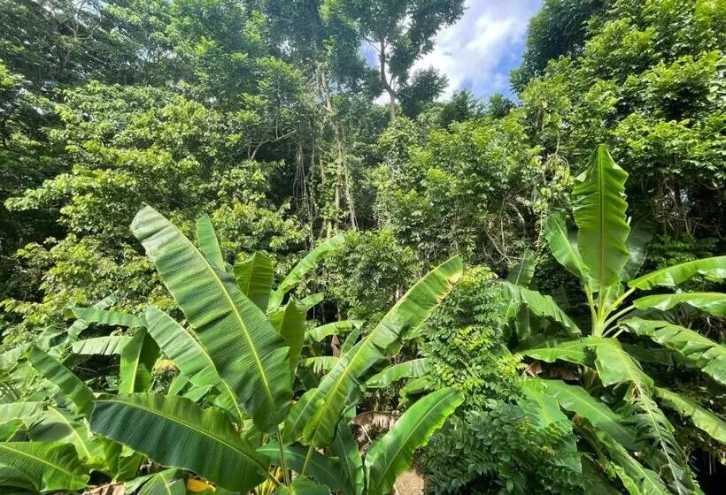 تختخواب و صبحانه Salvaje Rooms&restaurant