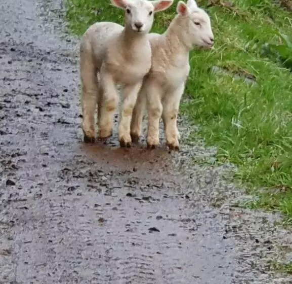 Aamiaismajoitus (B&B) Glenwood Akaroa Bush Retreat   Kanuka Hut