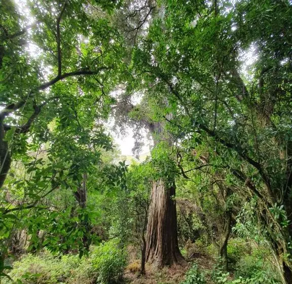 Aamiaismajoitus (B&B) Glenwood Akaroa Bush Retreat   Kanuka Hut