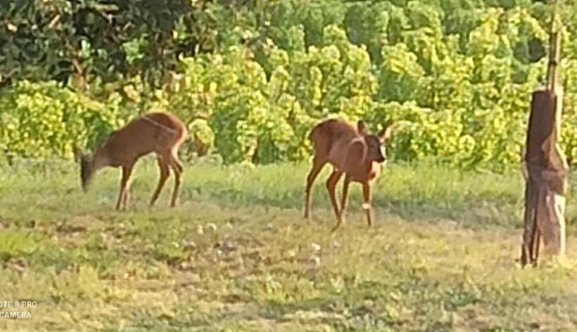 צימר Les Chambres Du Vallon