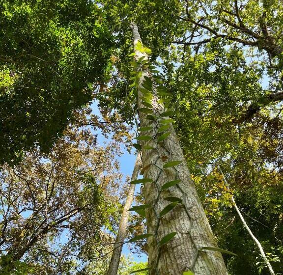 تختخواب و صبحانه Eden Jungle Lodge