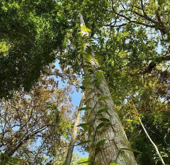 ベッドアンドブレックファースト Eden Jungle Lodge