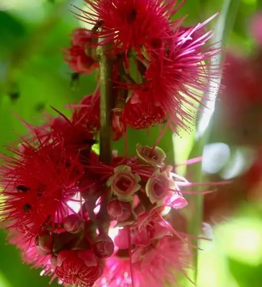 ベッドアンドブレックファースト Eden Jungle Lodge