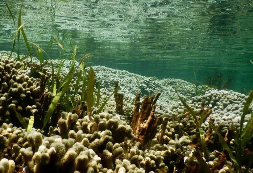 تختخواب و صبحانه Eden Jungle Lodge