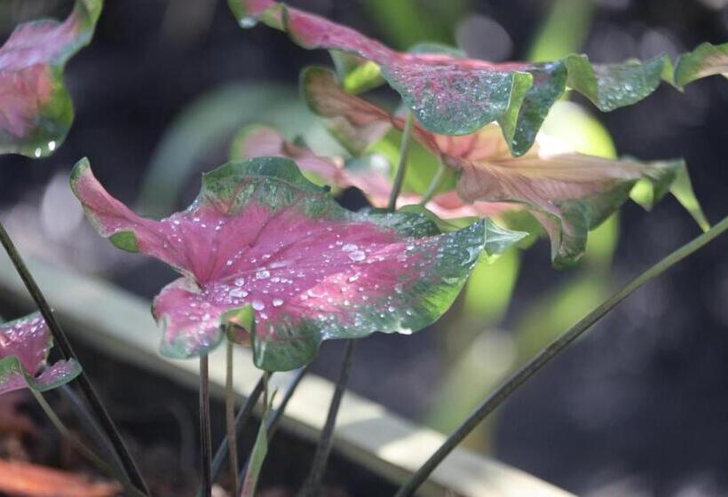 تختخواب و صبحانه Eden Jungle Lodge