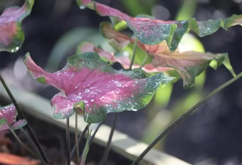 ベッドアンドブレックファースト Eden Jungle Lodge