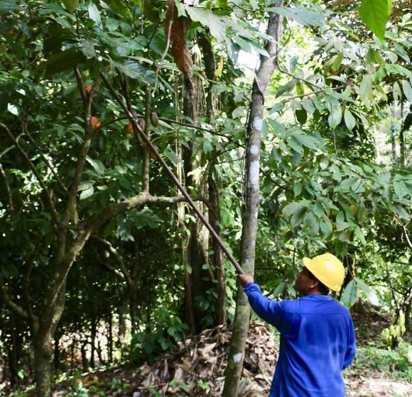 تختخواب و صبحانه Eden Jungle Lodge