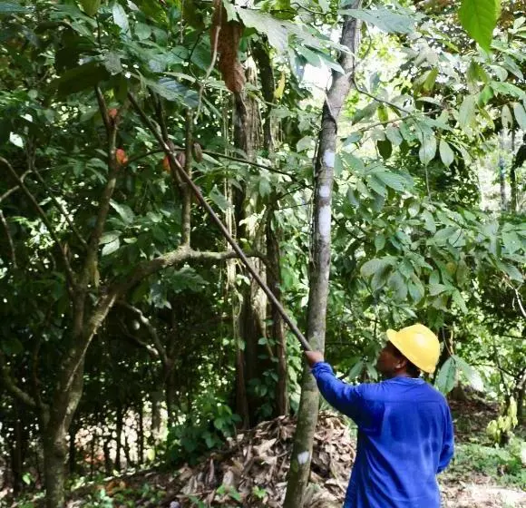 ベッドアンドブレックファースト Eden Jungle Lodge