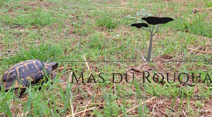 مبيت وإفطار Le Mas Du Rouquan