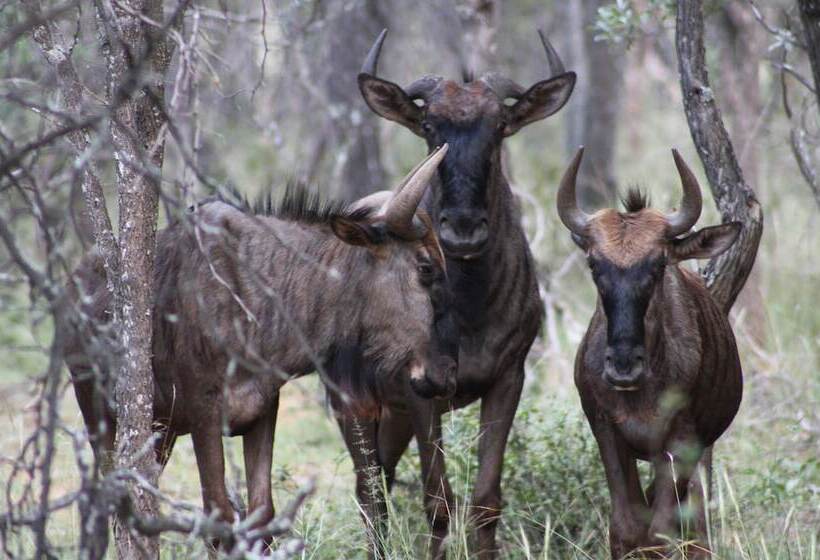 Hotel Zwahili Game Lodge & Spa