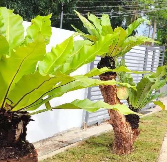 ユースホステル 1949 Dreamy Home