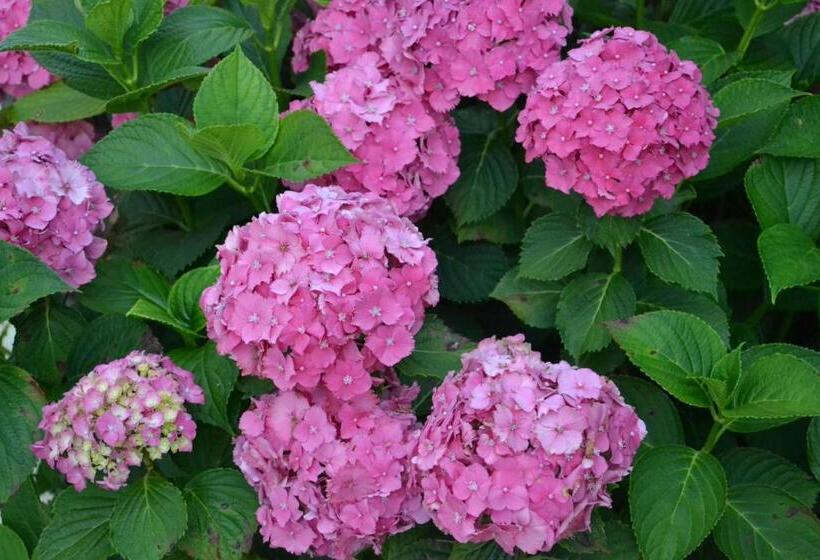 Bed and Breakfast Quinta D Avó Amélia