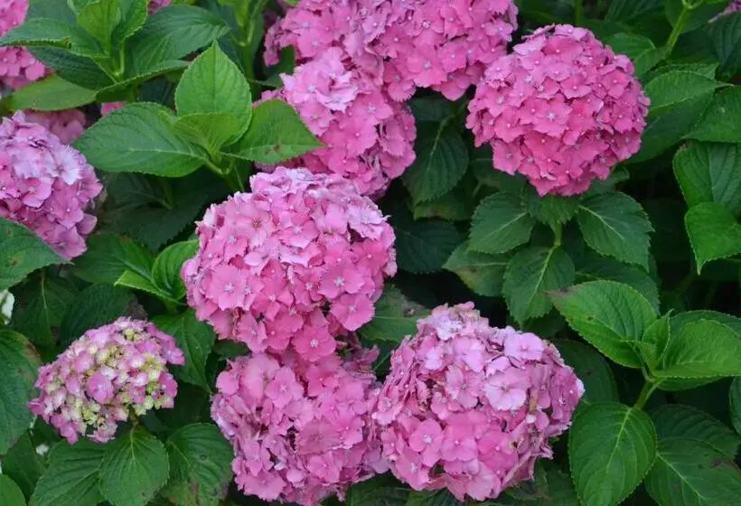 Aamiaismajoitus (B&B) Quinta D Avó Amélia