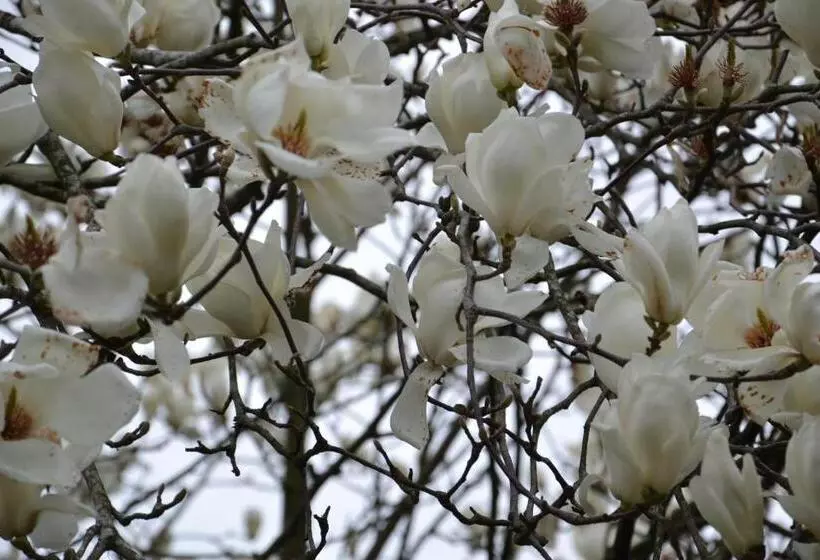 Aamiaismajoitus (B&B) Quinta D Avó Amélia