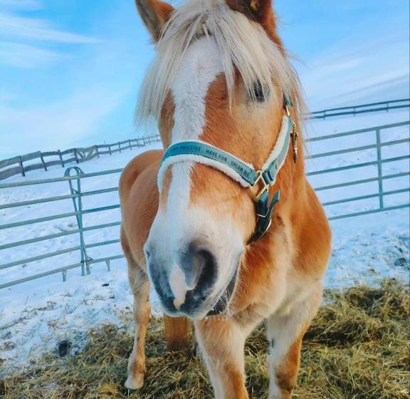 هتل Gospodarstwo Agroturystyczne Kowalowe Wzgórze