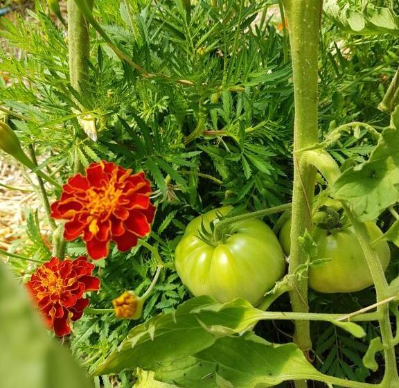 בית מלון כפרי Quercia Antica