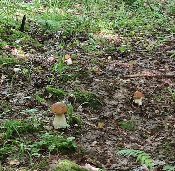 酒店 Zielona Dolina