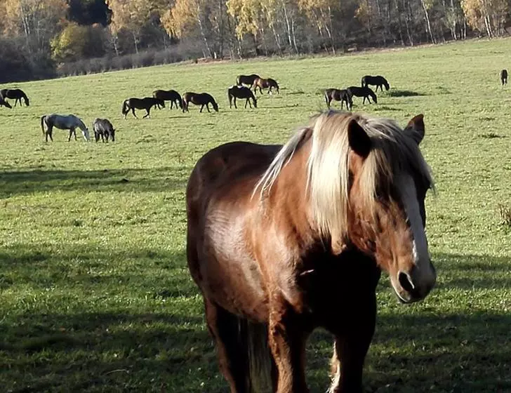 Majatalo Penzion Krakovice