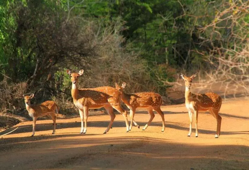 ホテル Leopard Corridor Yala