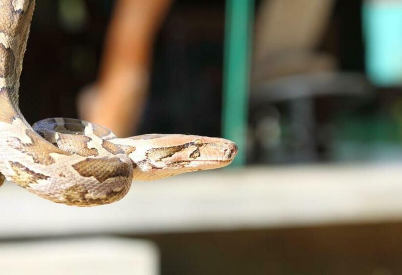 酒店 Leopard Corridor Yala