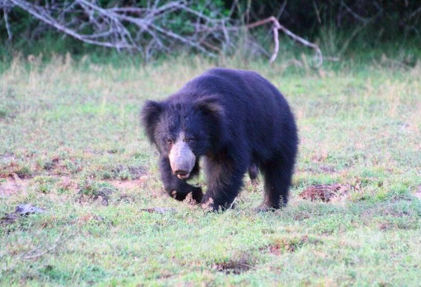 酒店 Leopard Corridor Yala