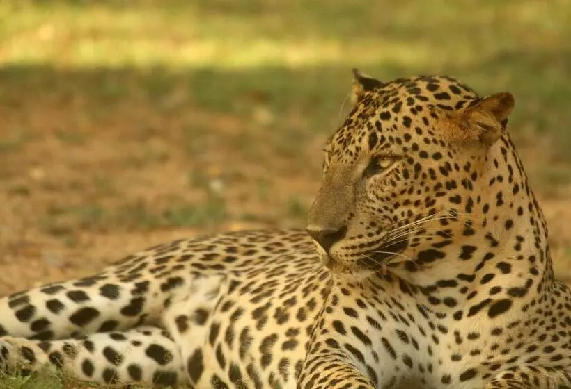 ホテル Leopard Corridor Yala
