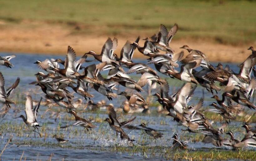 酒店 Leopard Corridor Yala