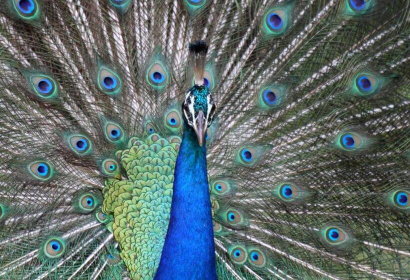 酒店 Leopard Corridor Yala