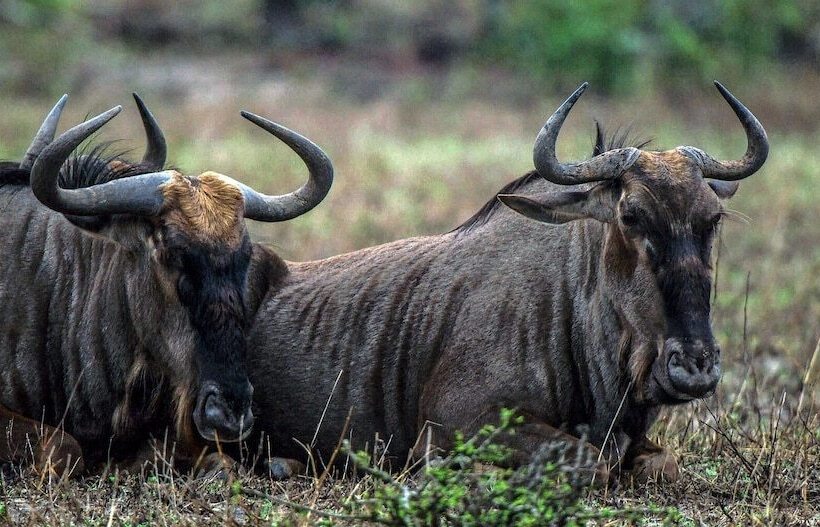 هتل Wide Horizons Mountain Retreat