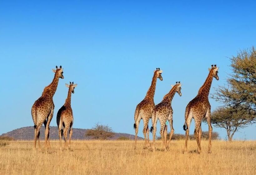 فندق Zebula Boutique