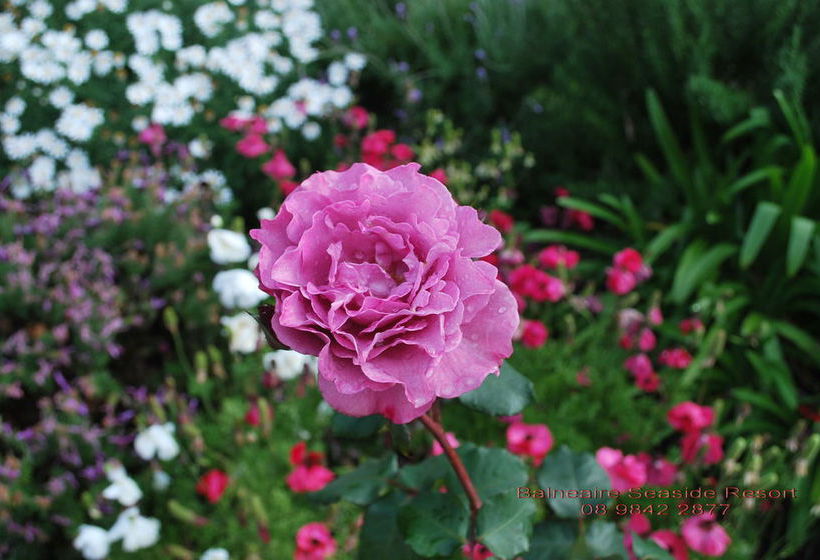 Balneaire Seaside Resort