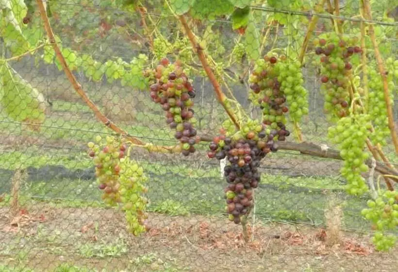 צימר Puketotara Lodge