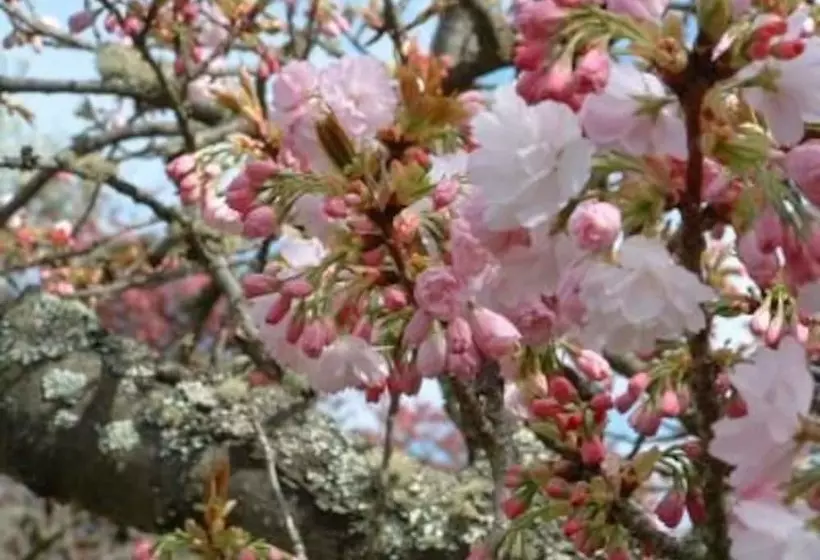 ペンション Huonville Guesthouse