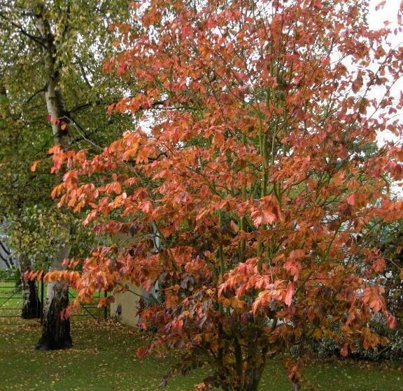 Bed and Breakfast South Lodge