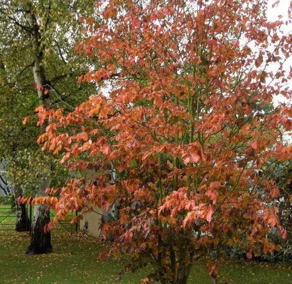 Bed and Breakfast South Lodge